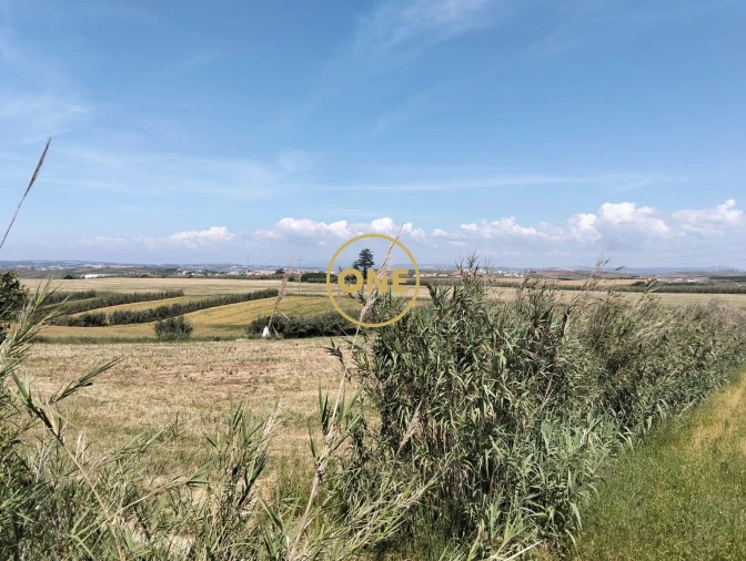 Terreno para Venda em São Pedro da Cadeira Foto 11