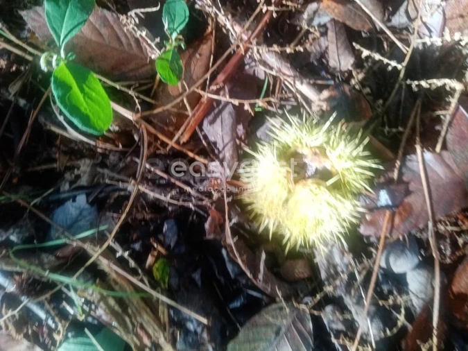 Quinta T5 para Venda em Oleiros-Amieira Foto 27