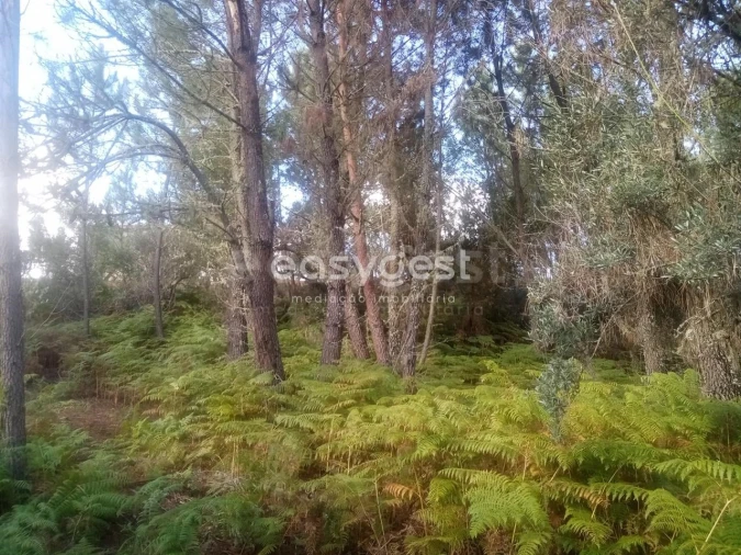 Quinta T5 para Venda em Oleiros-Amieira Foto 28