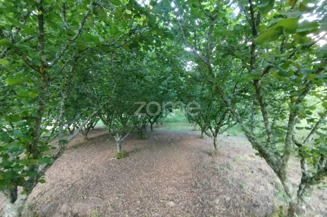 Terreno para Venda em Ranhados Foto 7