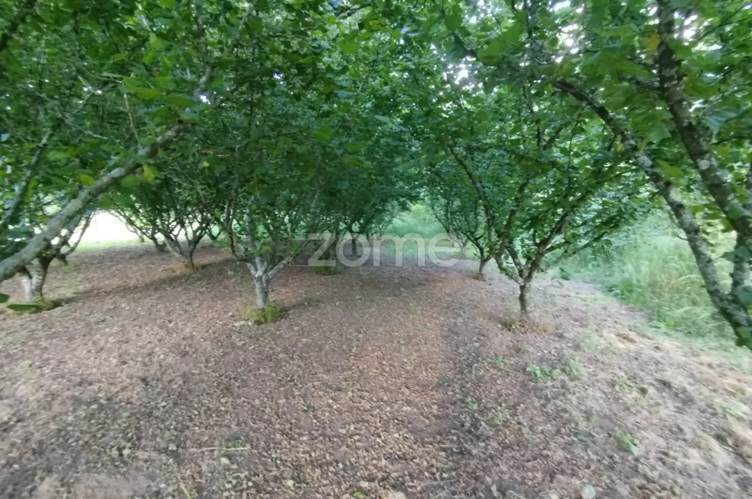 Terreno para Venda em Ranhados Foto 9