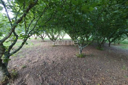 Terreno para Venda em Ranhados