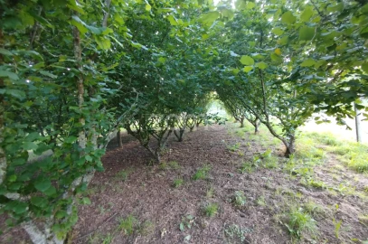 Terreno para Venda em Ranhados