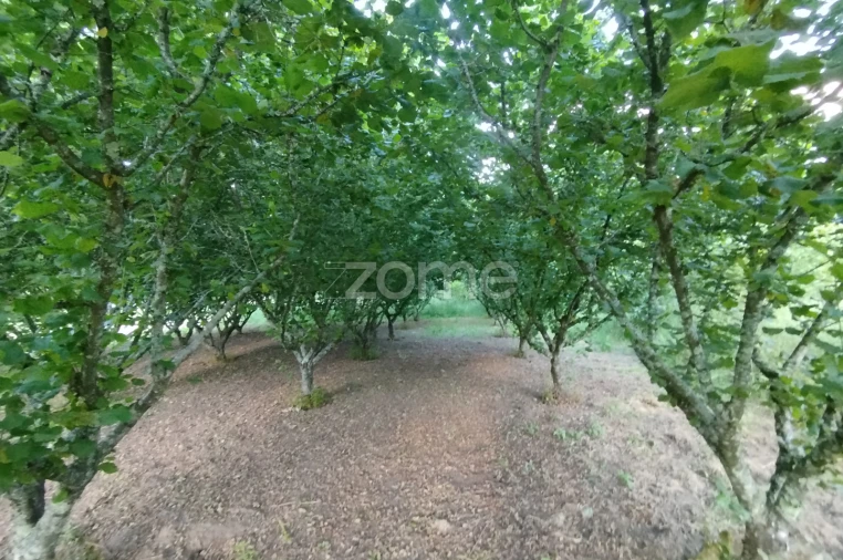 Terreno para Venda em Ranhados Foto 7