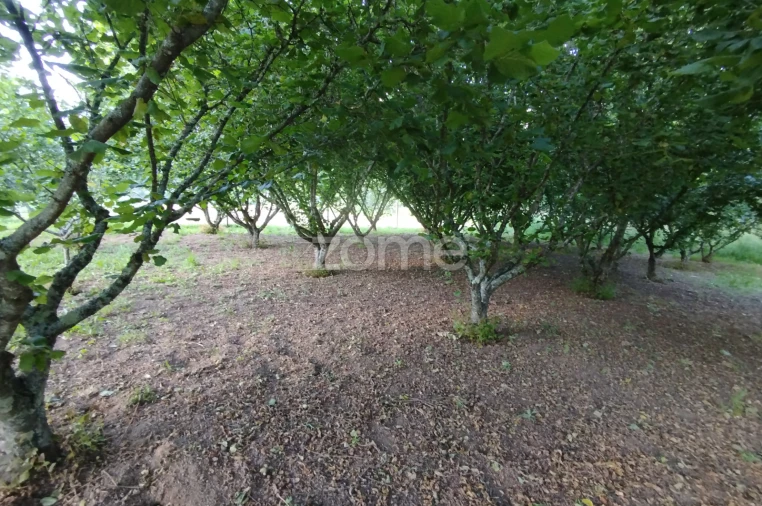 Terreno para Venda em Ranhados Foto 10