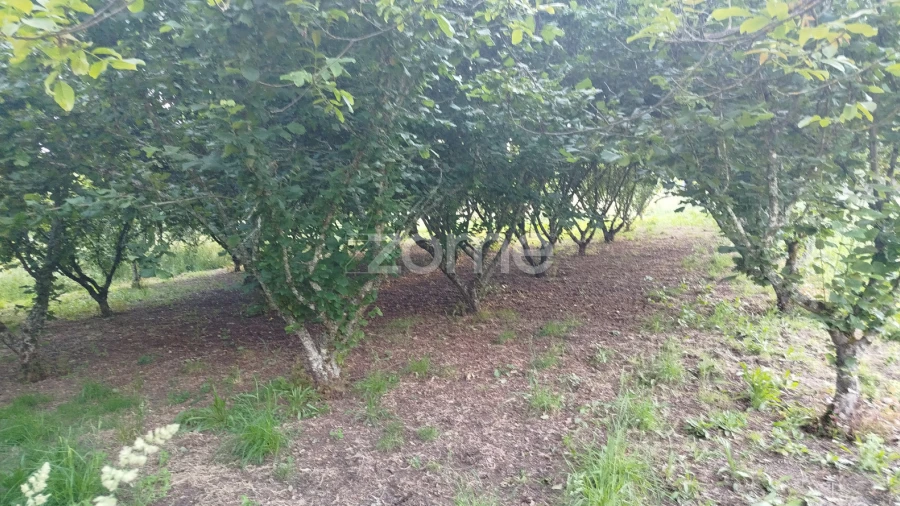 Terreno para Venda em Ranhados
