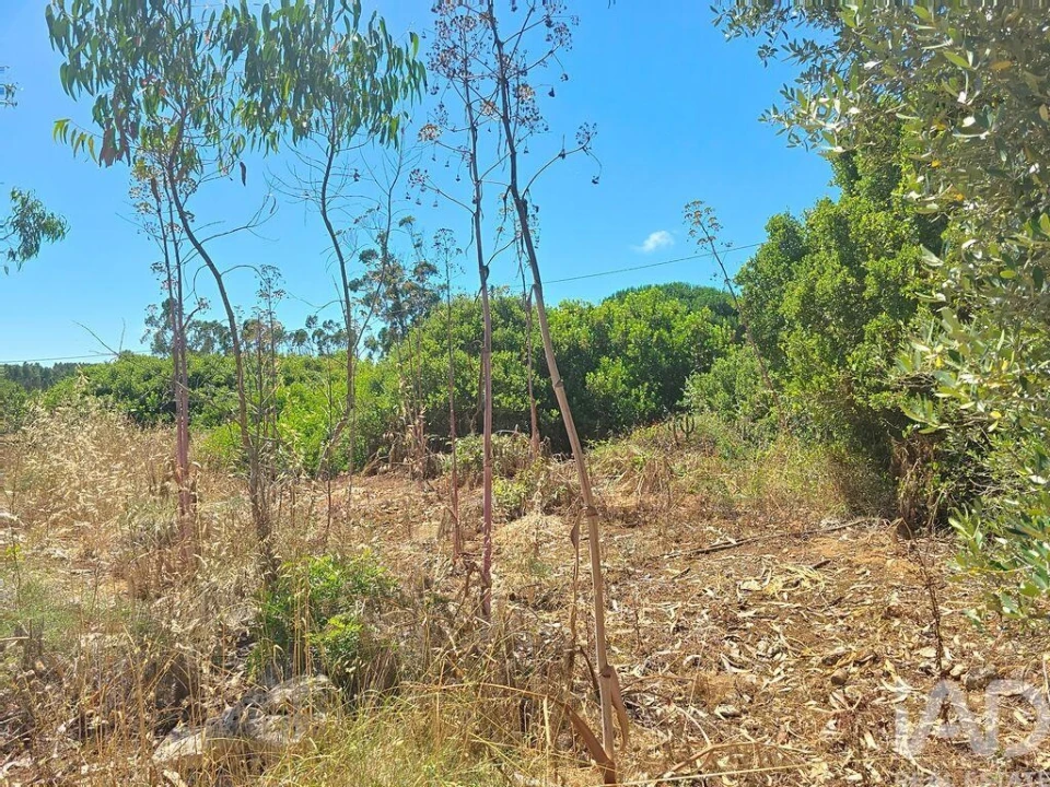Terreno para Venda em Lourinhã e Atalaia Foto 25