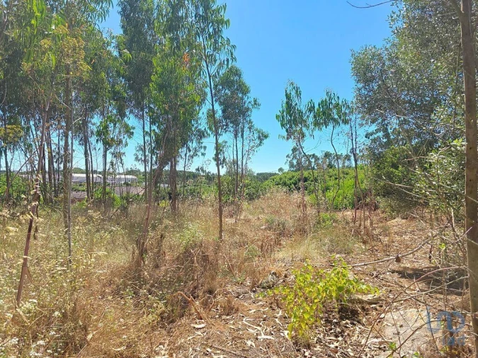 Terreno para Venda em Lourinhã e Atalaia Foto 11