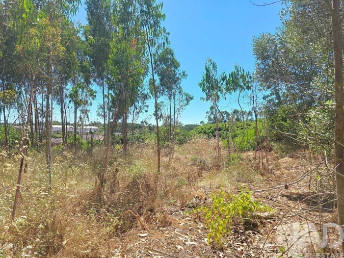 Terreno para Venda em Lourinhã e Atalaia Foto 24
