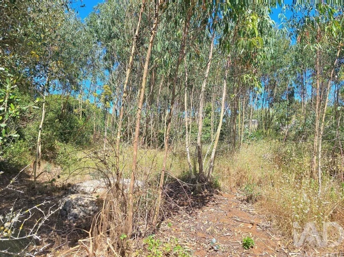 Terreno para Venda em Lourinhã e Atalaia Foto 26