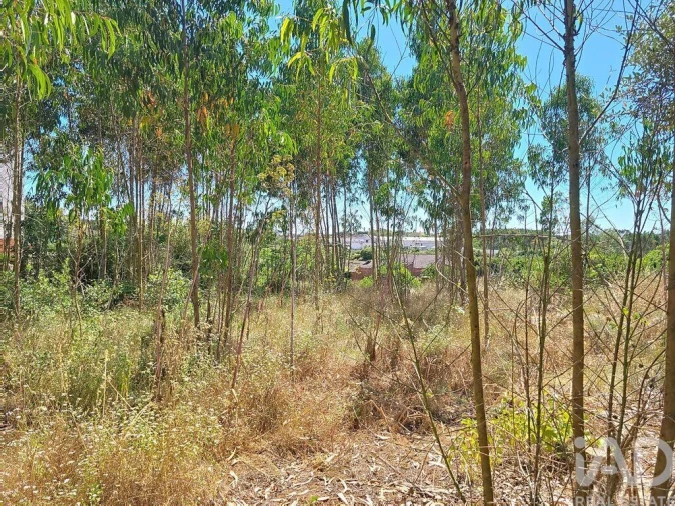 Terreno para Venda em Lourinhã e Atalaia Foto 23
