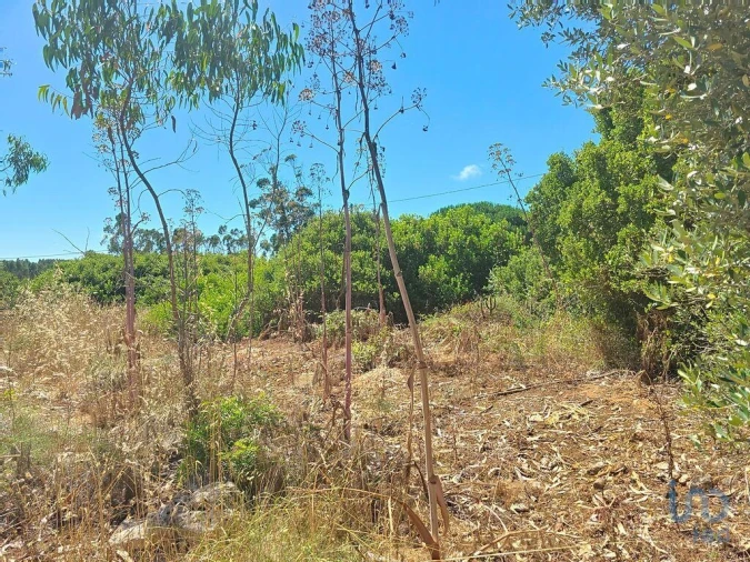 Terreno para Venda em Lourinhã e Atalaia Foto 12