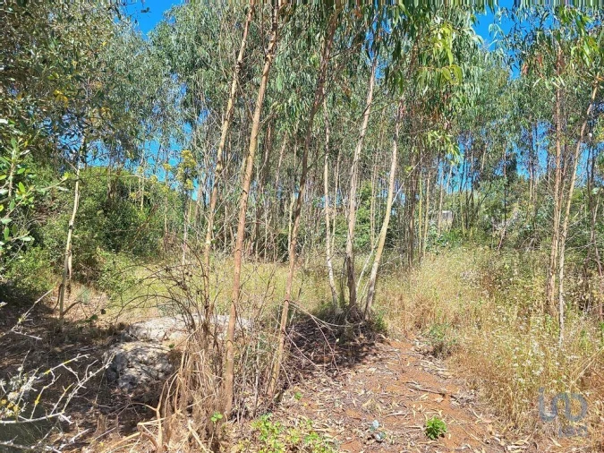 Terreno para Venda em Lourinhã e Atalaia Foto 14