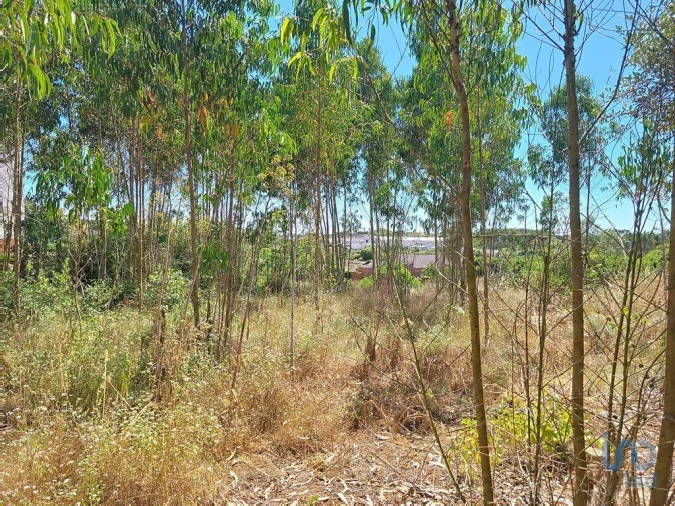 Terreno para Venda em Lourinhã e Atalaia Foto 10
