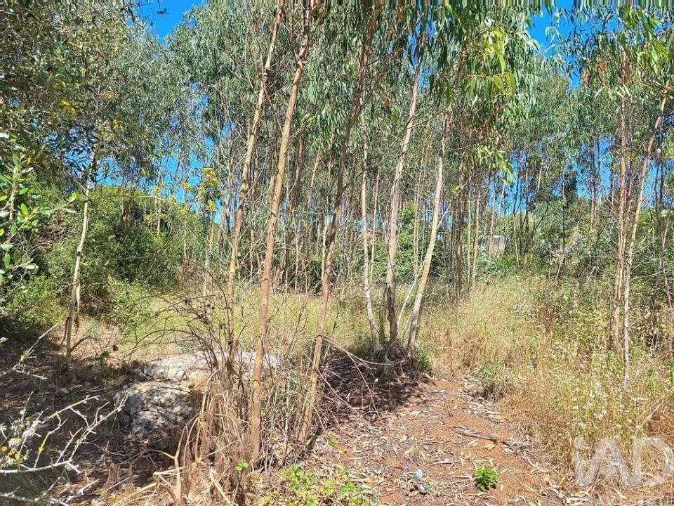 Terreno para Venda em Lourinhã e Atalaia Foto 26