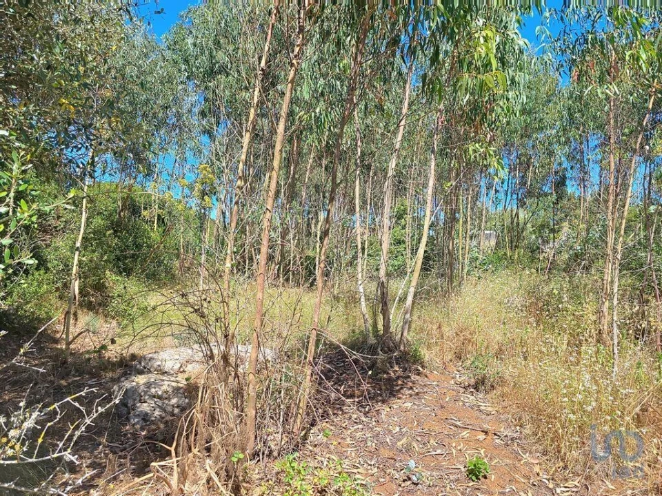 Terreno para Venda em Lourinhã e Atalaia Foto 14