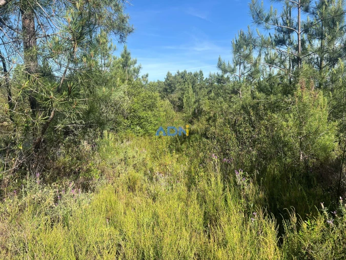 Terreno para Venda em Cebolais de Cima e Retaxo Foto 3