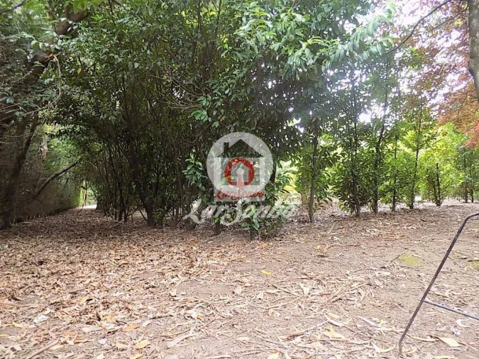 Quinta T0 para Venda em Cruz Foto 8