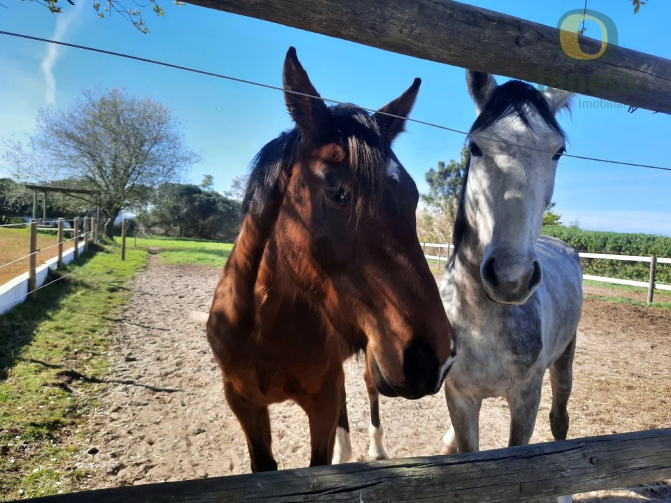 Quinta T9 para Venda em São Teotónio Foto 7