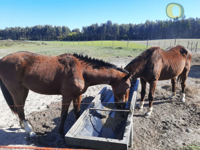 Quinta T9 para Venda em São Teotónio Foto 59
