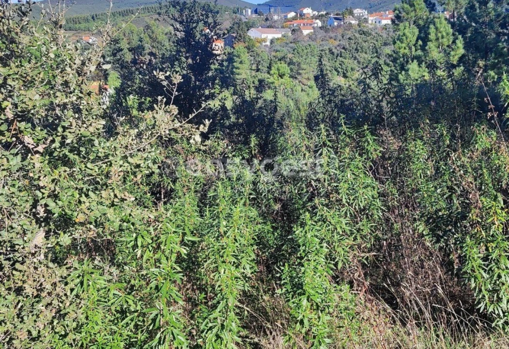 Terreno para Venda em São Vicente da Beira Foto 3