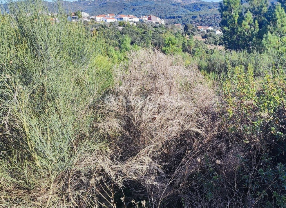Terreno para Venda em São Vicente da Beira Foto 7