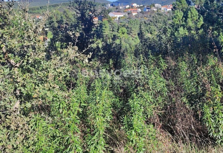 Terreno para Venda em São Vicente da Beira Foto 3