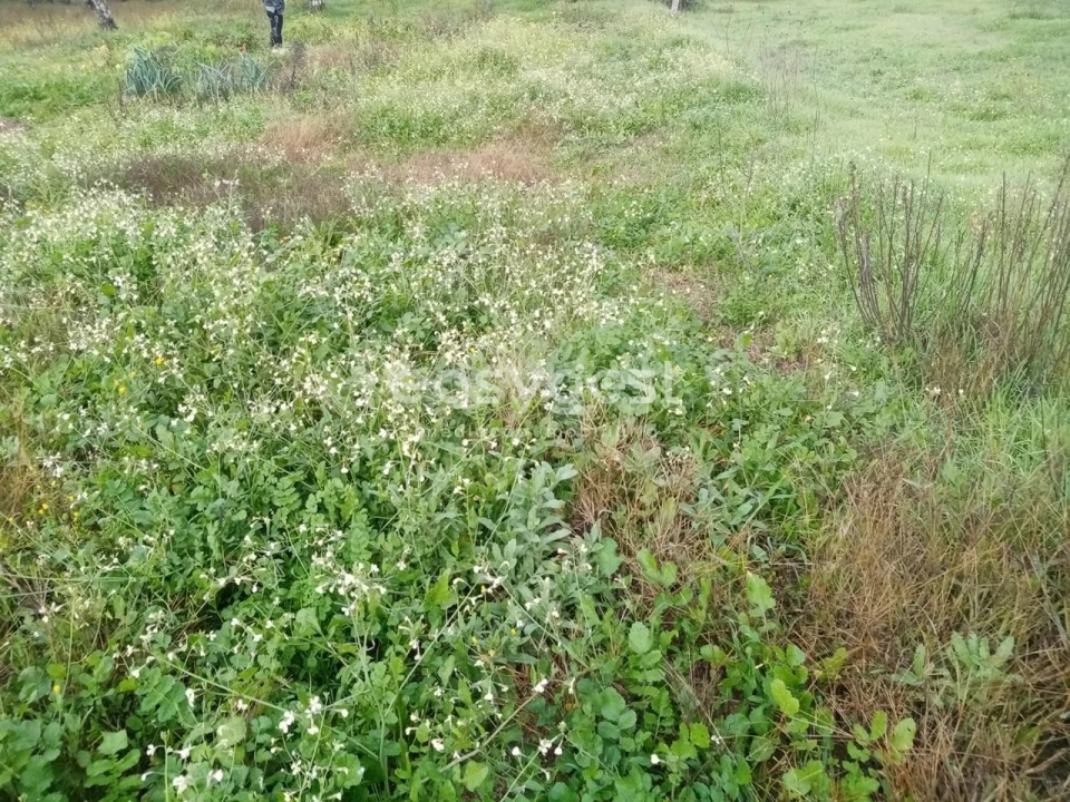 Terreno Agricola ou Rústico para Venda em Póvoa de Rio de Moinhos e Cafede Foto 2