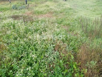 Terreno Agricola ou Rústico para Venda em Póvoa de Rio de Moinhos e Cafede