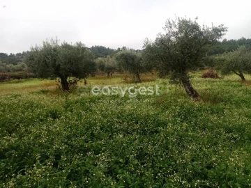 Terreno Agricola ou Rústico para Venda em Póvoa de Rio de Moinhos e Cafede
