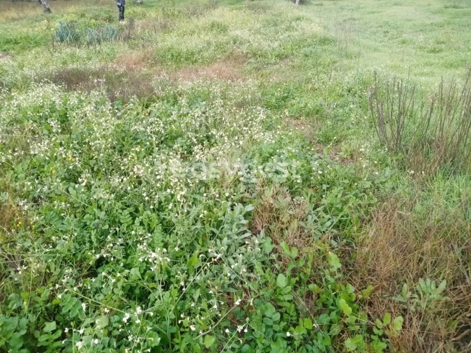 Terreno Agricola ou Rústico para Venda em Póvoa de Rio de Moinhos e Cafede Foto 2