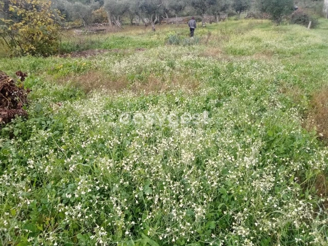Terreno Agricola ou Rústico para Venda em Póvoa de Rio de Moinhos e Cafede Foto 4