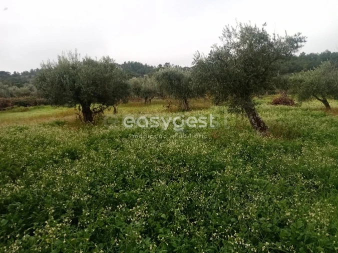 Terreno Agricola ou Rústico para Venda em Póvoa de Rio de Moinhos e Cafede Foto 5