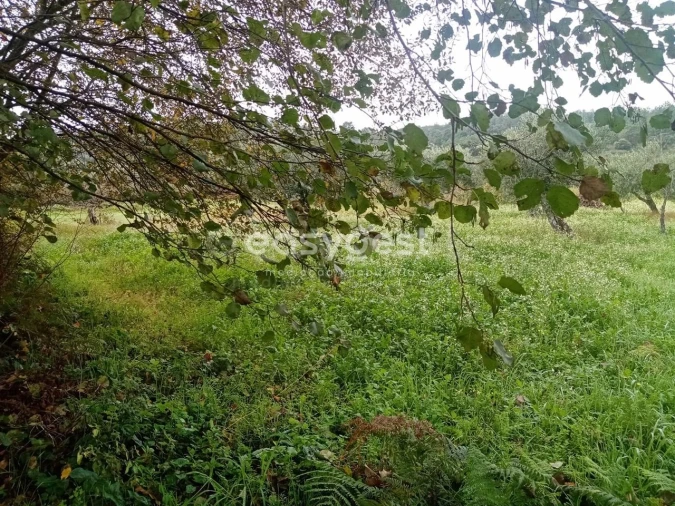 Terreno Agricola ou Rústico para Venda em Póvoa de Rio de Moinhos e Cafede Foto 6