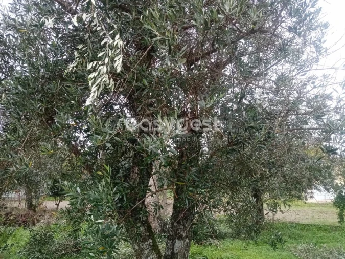 Terreno Agricola ou Rústico para Venda em Póvoa de Rio de Moinhos e Cafede Foto 13