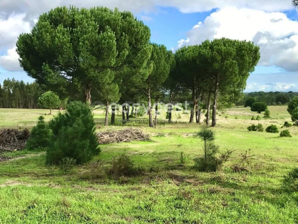 Terreno Misto para Venda em Branca Foto 11