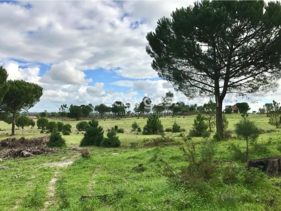 Terreno Misto para Venda em Branca Foto 14