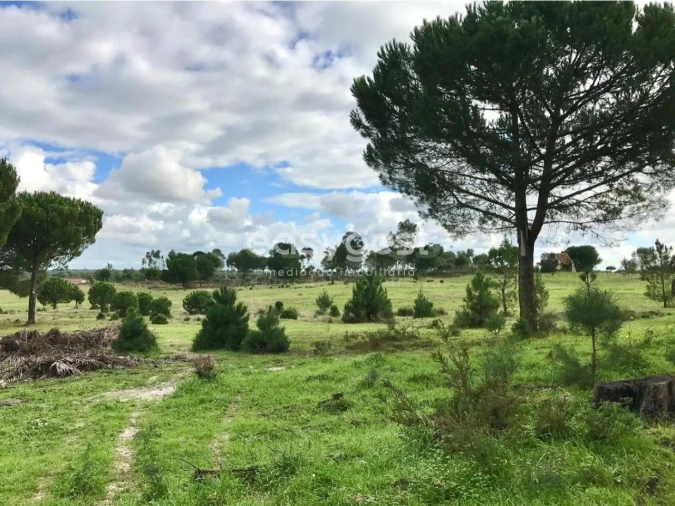 Terreno Misto para Venda em Branca Foto 14