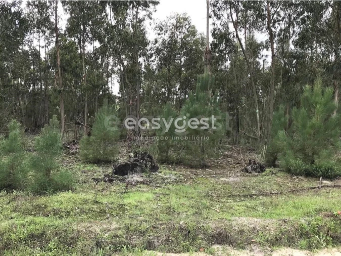 Terreno Misto para Venda em Branca Foto 18