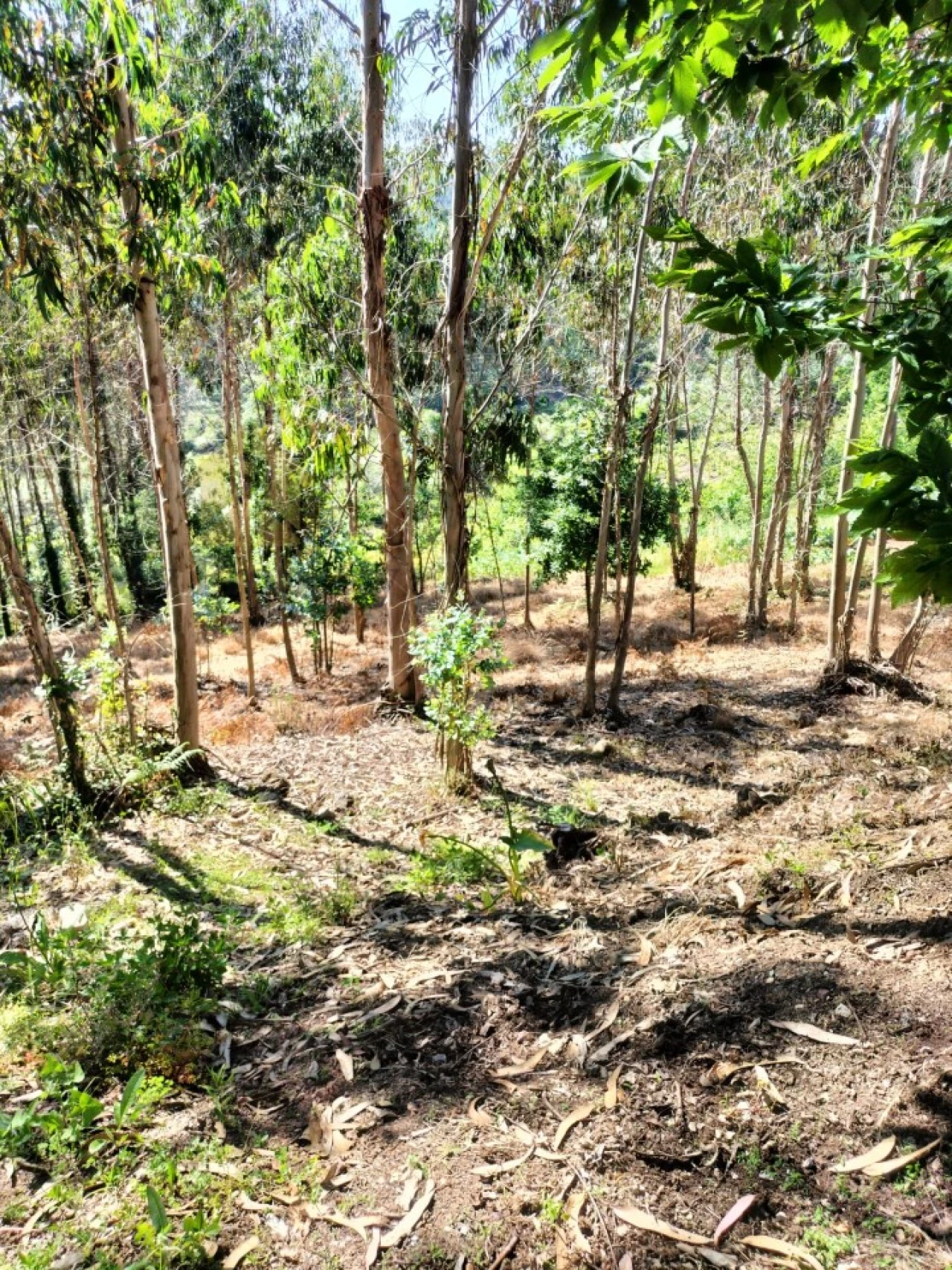 Terreno para Venda em Luso Foto 2