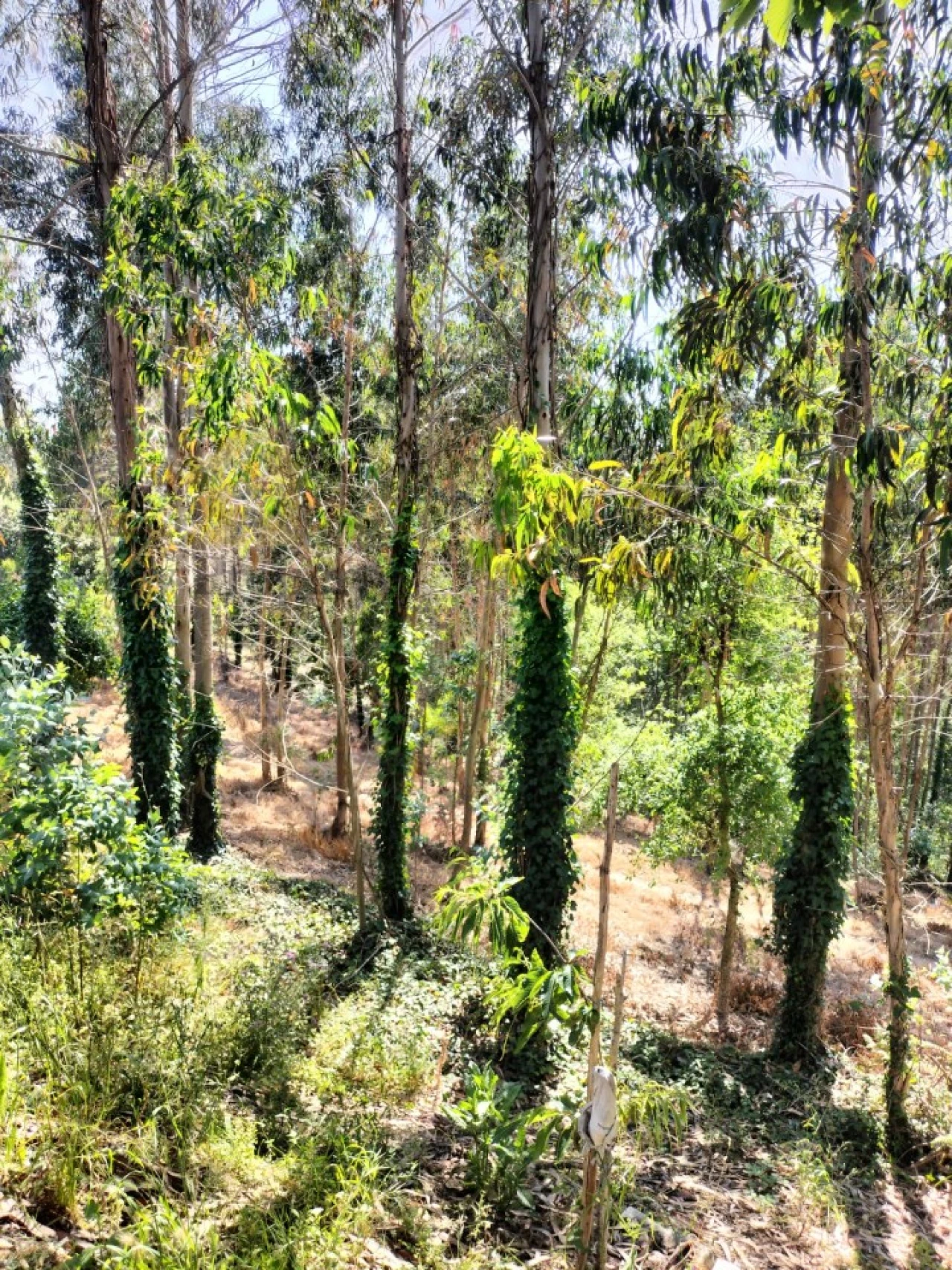 Terreno para Venda em Luso Foto 5