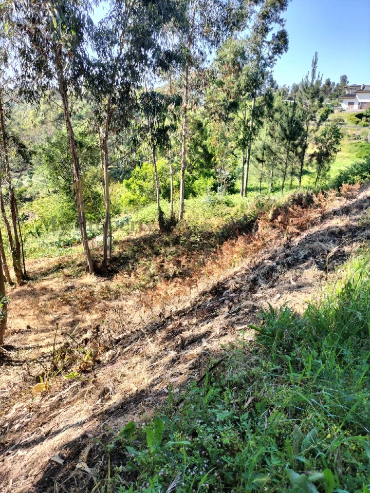 Terreno para Venda em Luso Foto 7