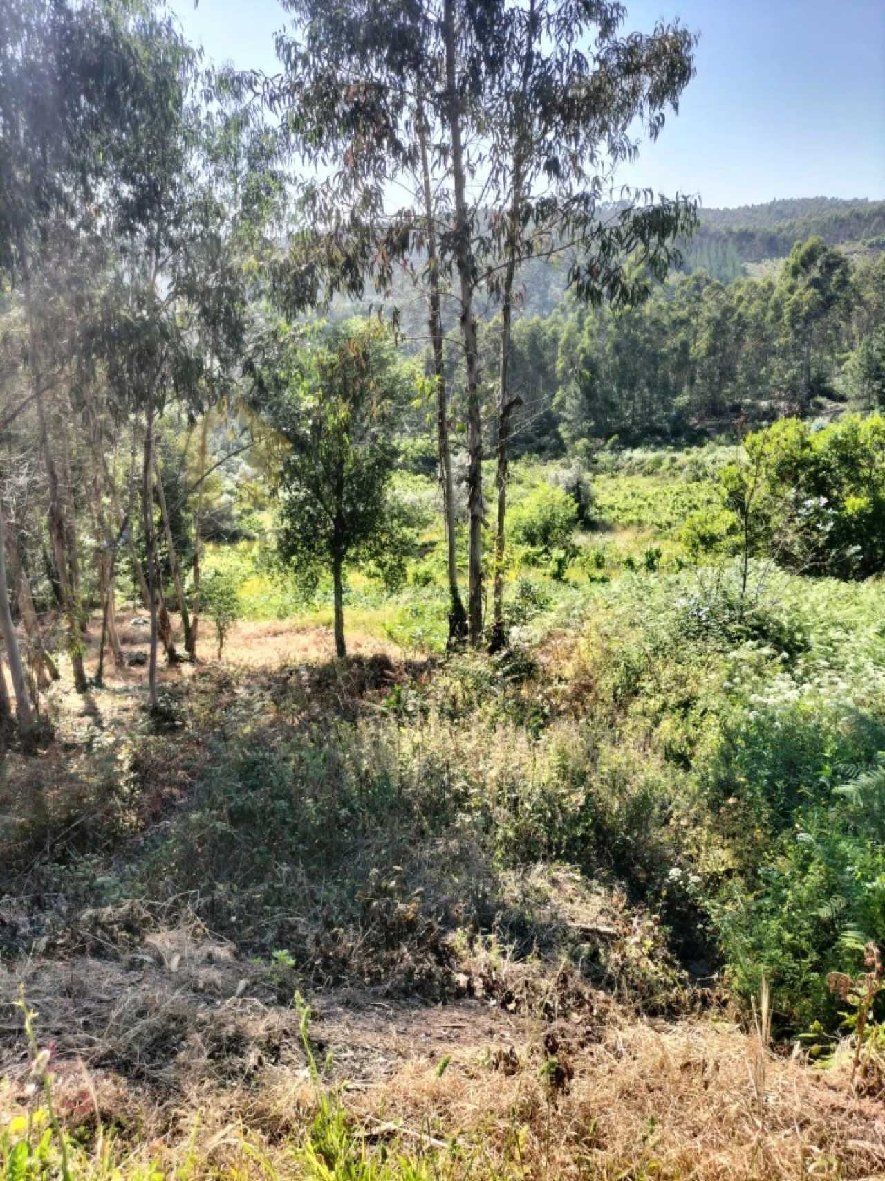 Terreno para Venda em Luso Foto 10