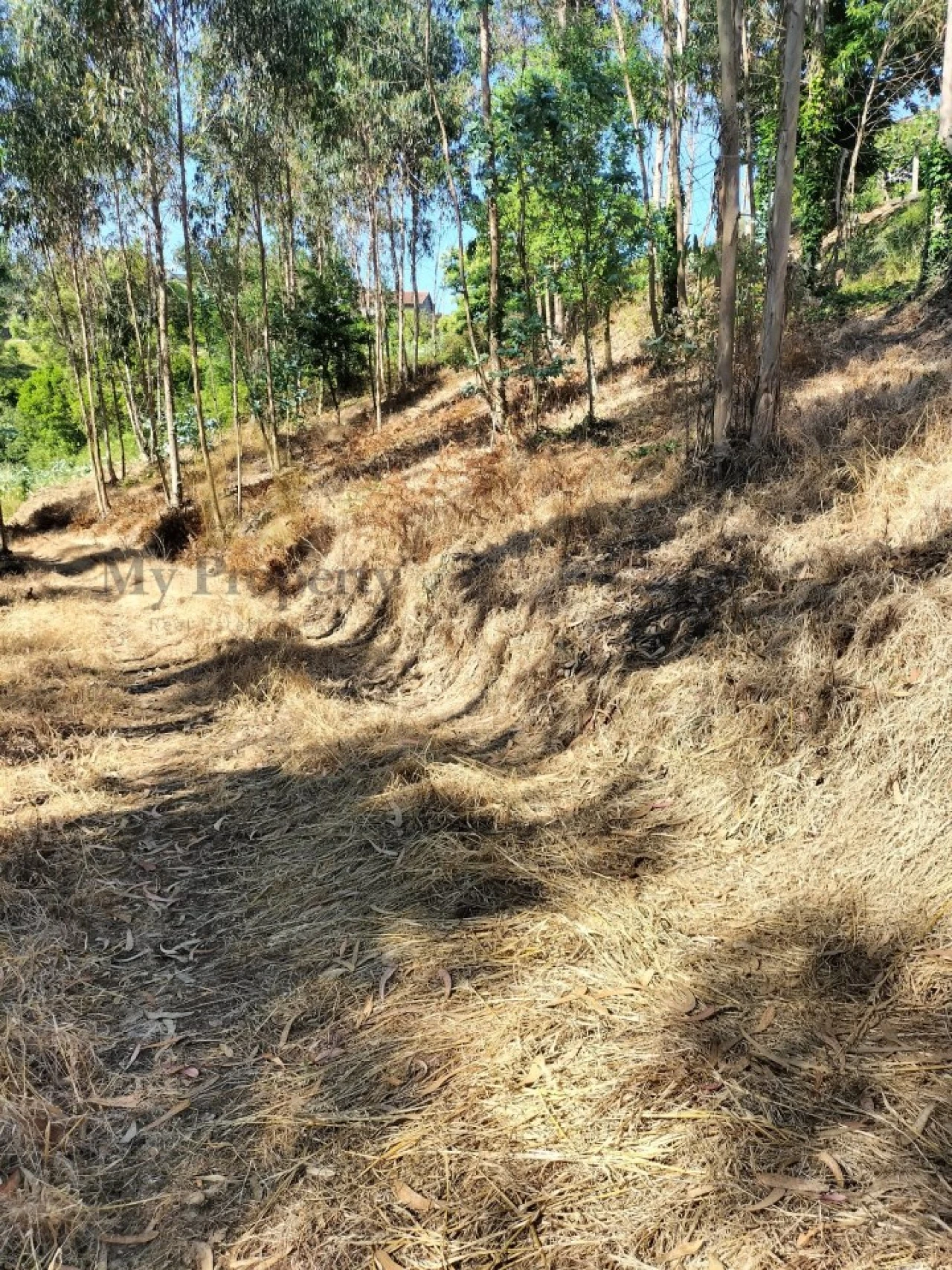 Terreno para Venda em Luso Foto 13