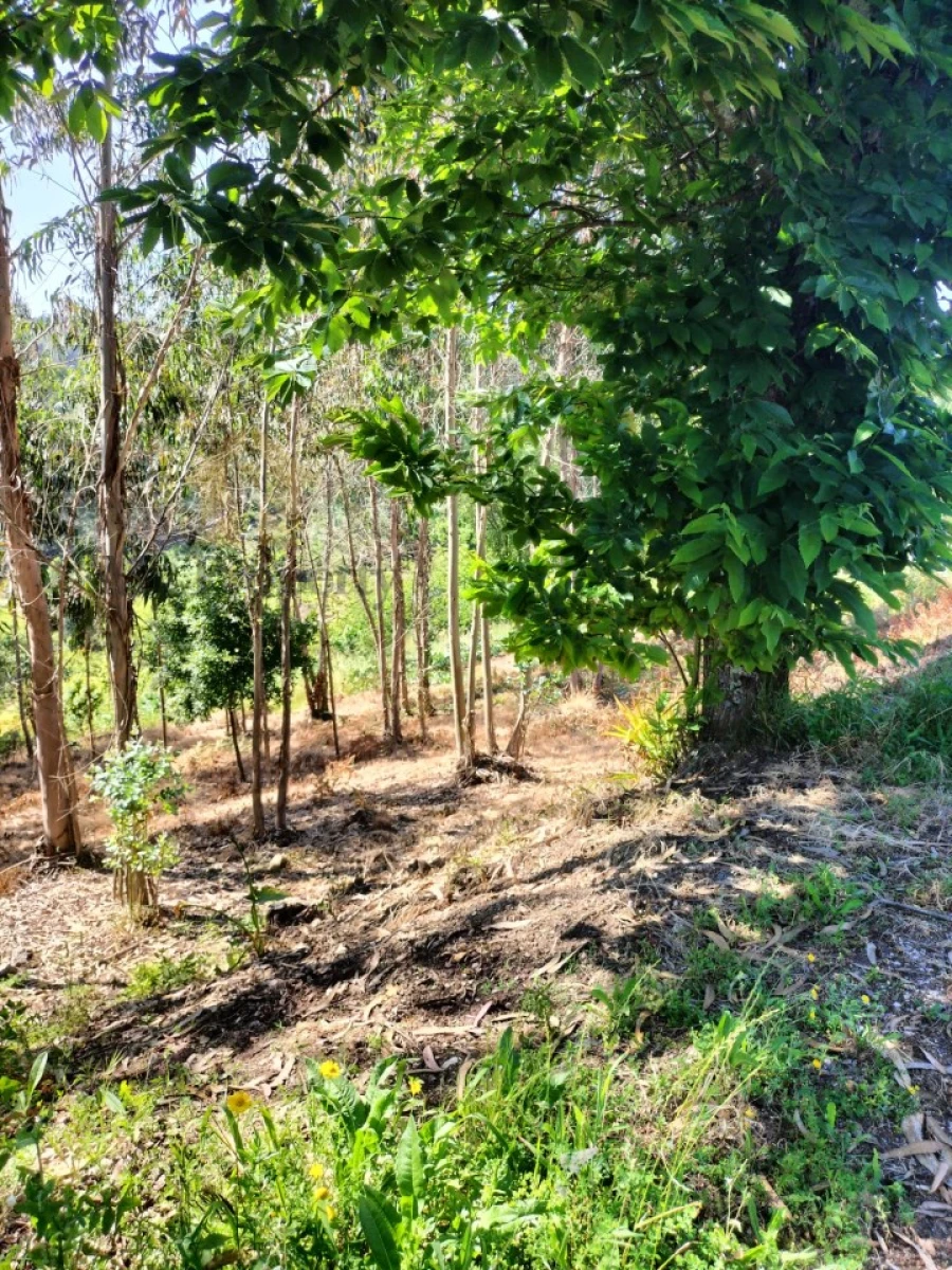 Terreno para Venda em Luso