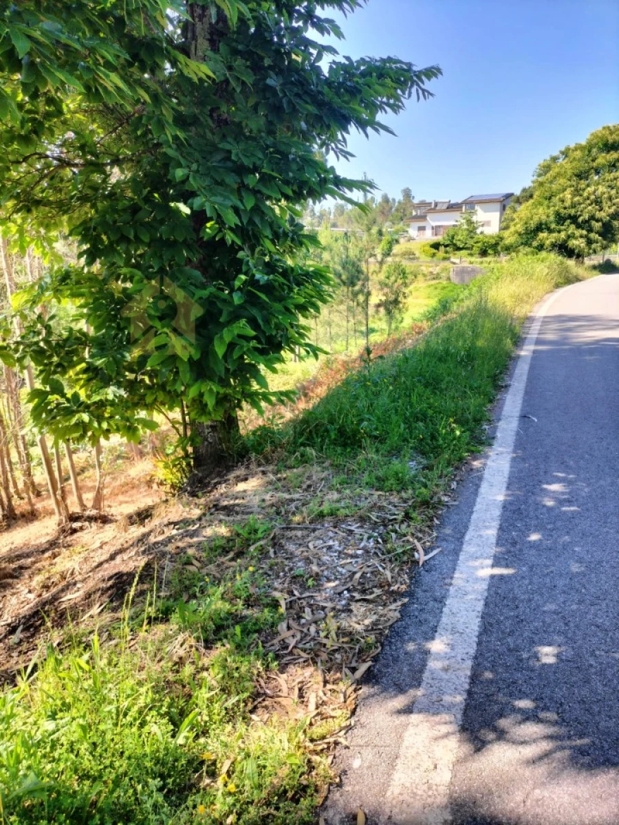 Terreno para Venda em Luso Foto 4