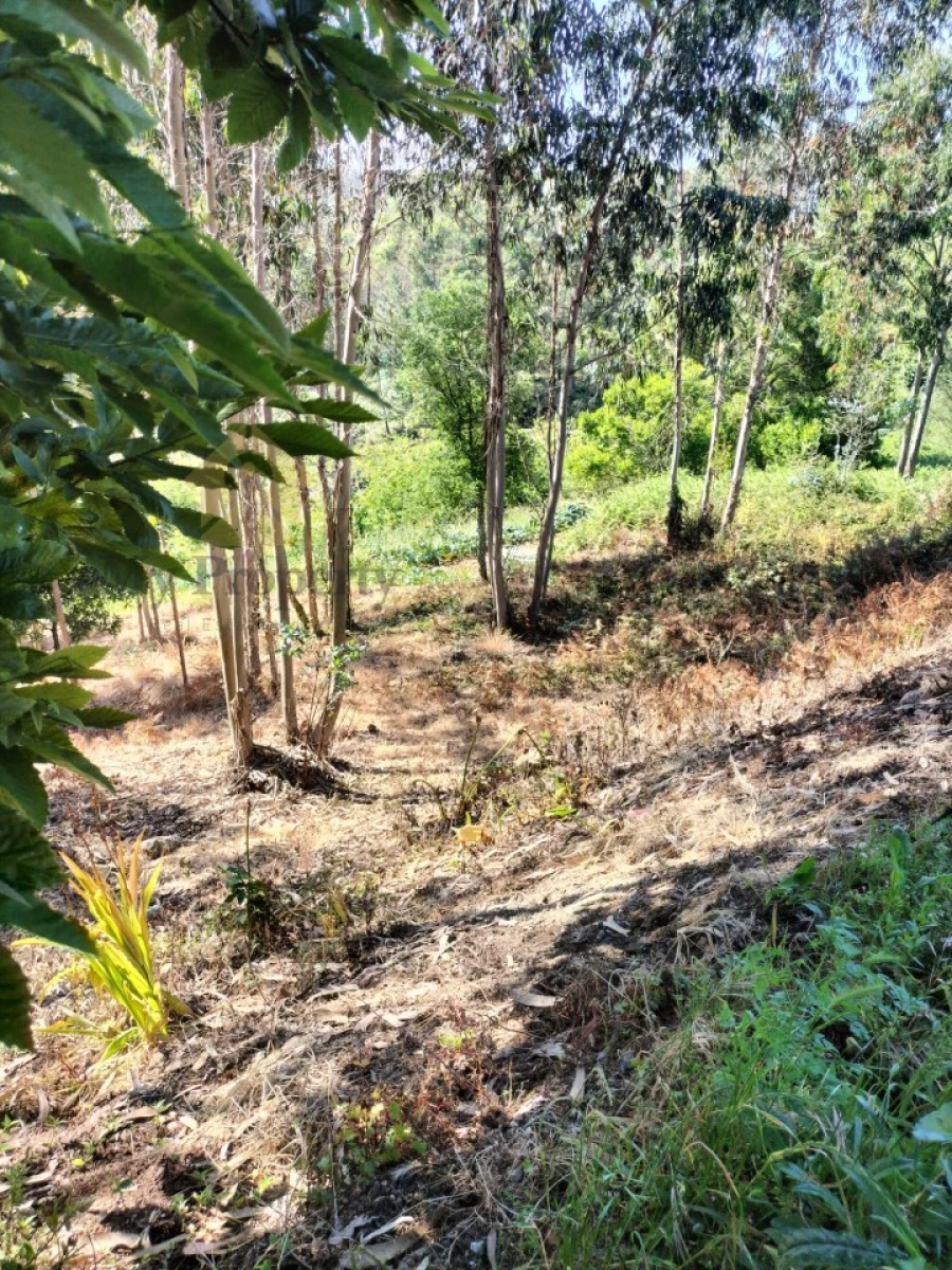 Terreno para Venda em Luso Foto 6