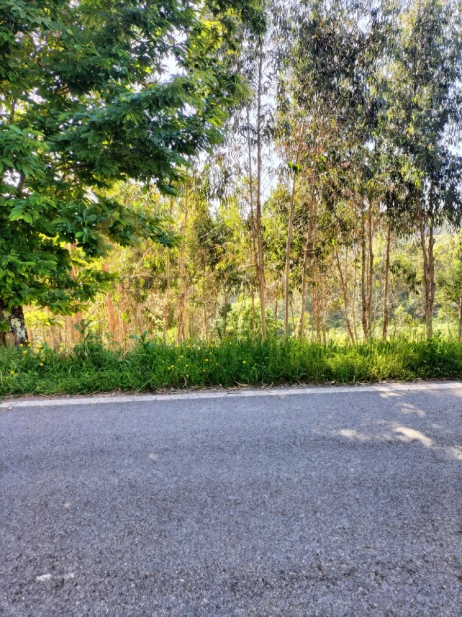 Terreno para Venda em Luso Foto 8
