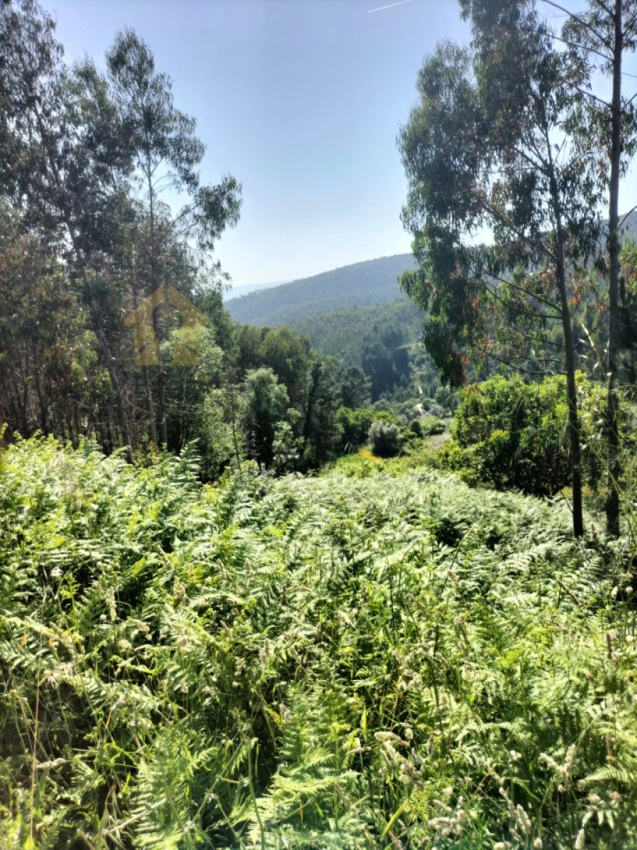 Terreno para Venda em Luso Foto 9