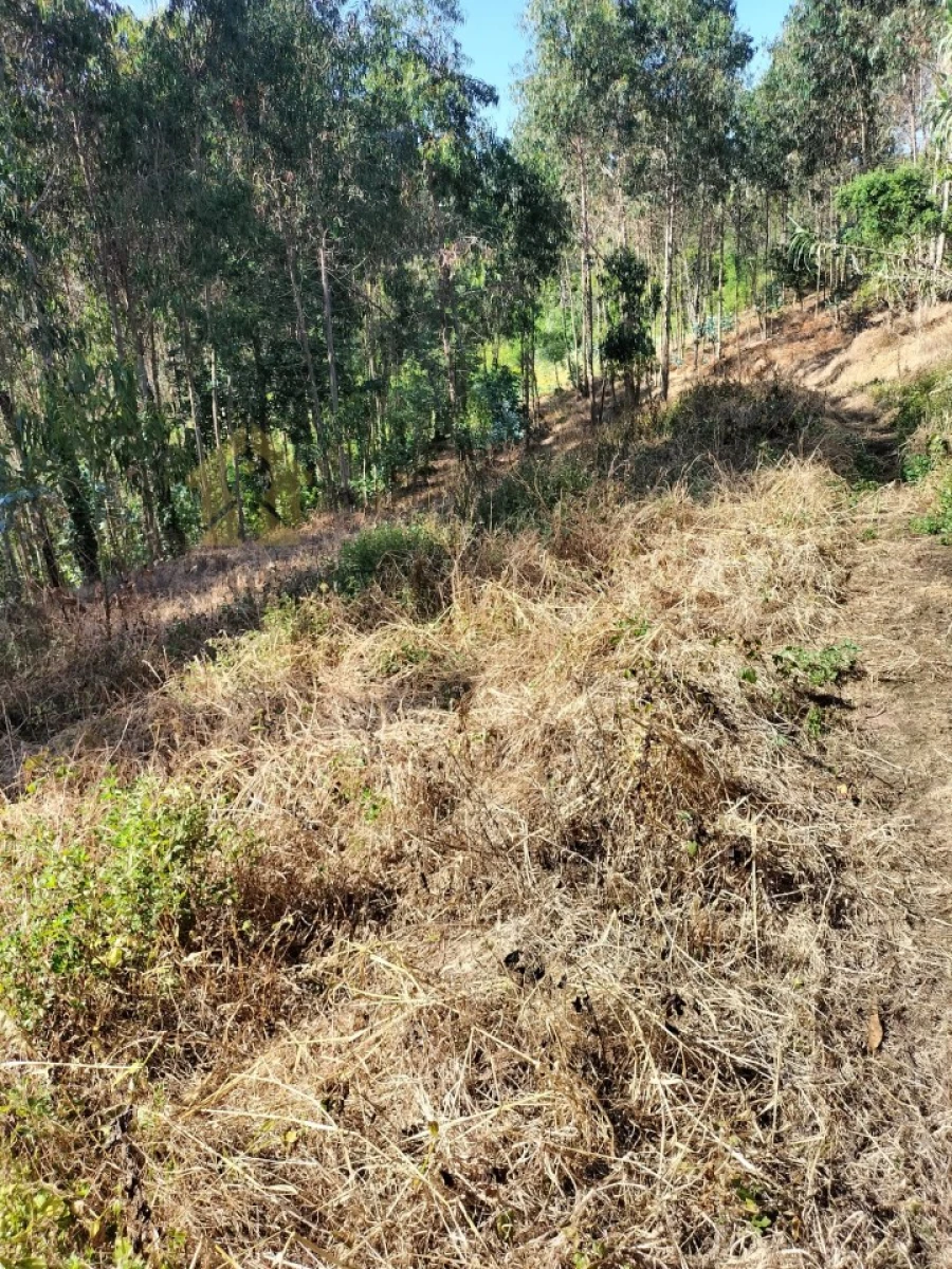 Terreno para Venda em Luso Foto 12